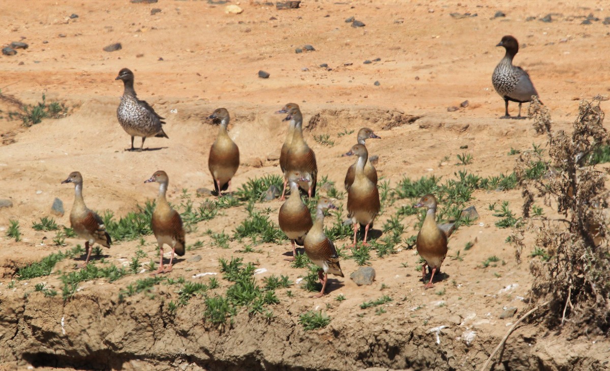 Plumed Whistling-Duck - Colin Mulvogue