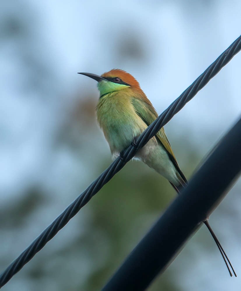 Asian Green Bee-eater - Helmut Wehowsky