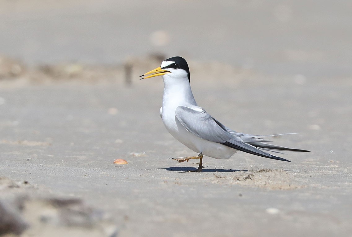 Least Tern - Edward  Rickson