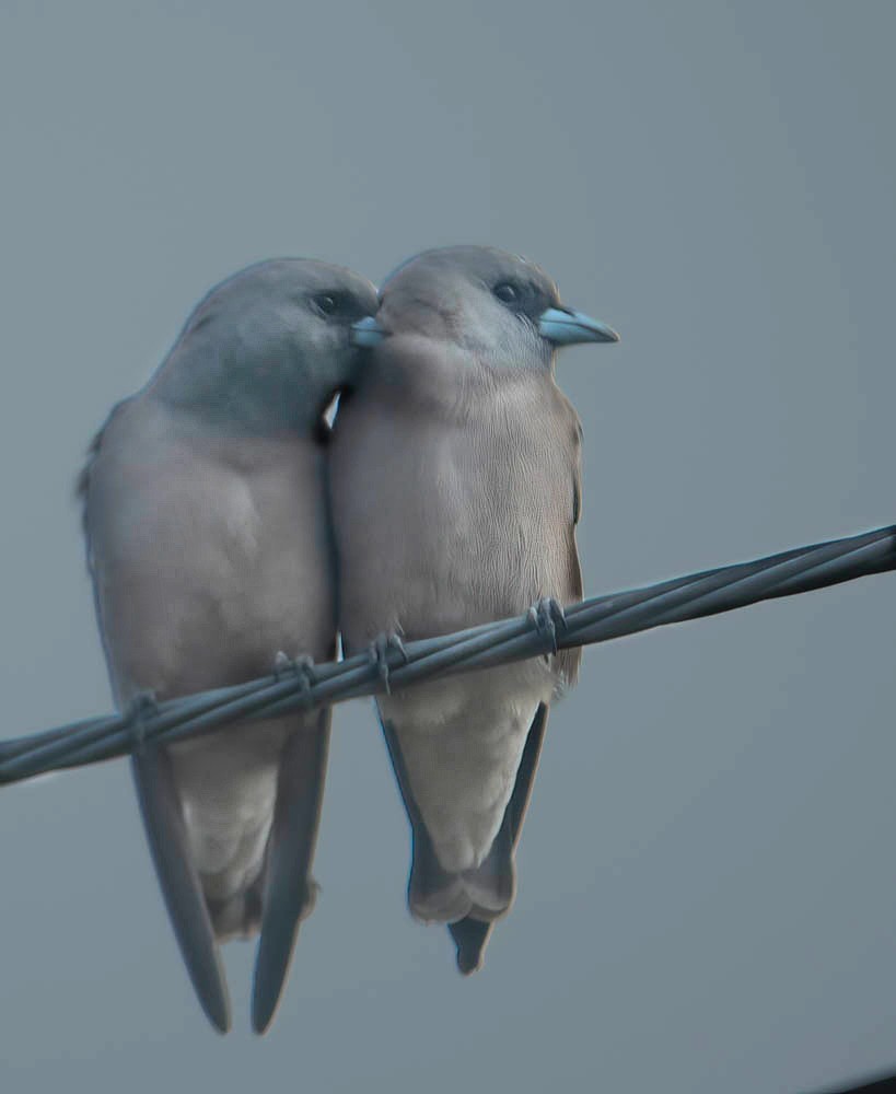 Ashy Woodswallow - ML610687332