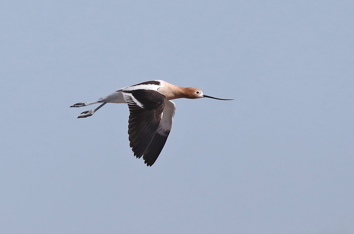 American Avocet - Edward  Rickson