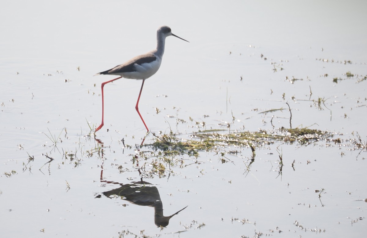 Black-winged Stilt - ML610687347