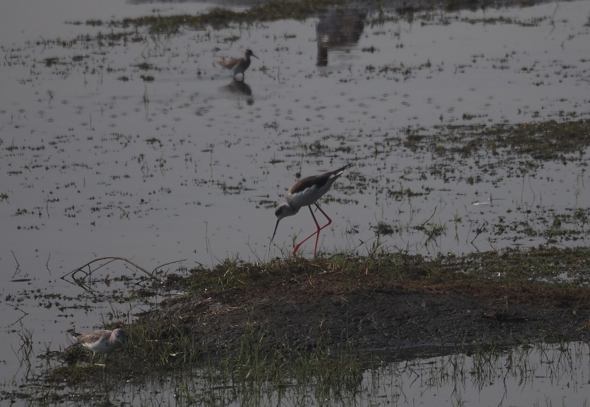 Black-winged Stilt - ML610687348