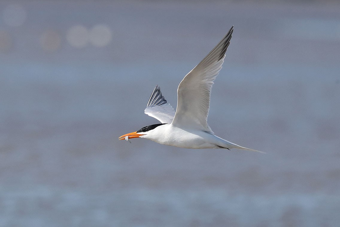 Royal Tern - ML610687368