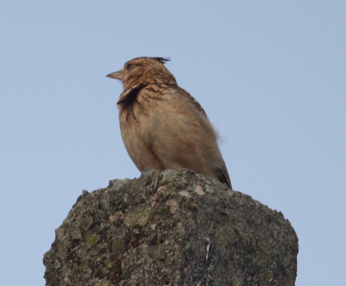 Malabar Lark - ML610687394