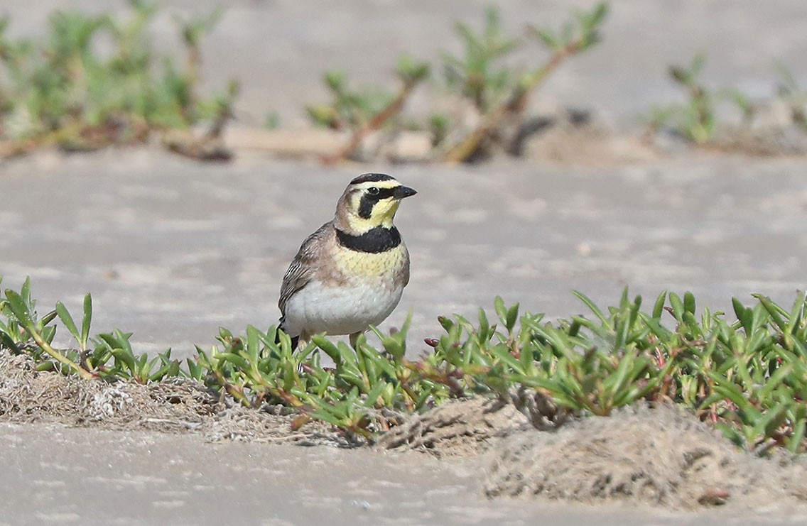 Horned Lark - Edward  Rickson