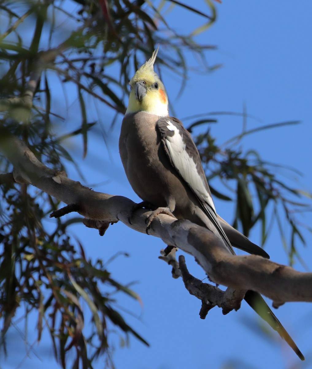 Cockatiel - ML610687410