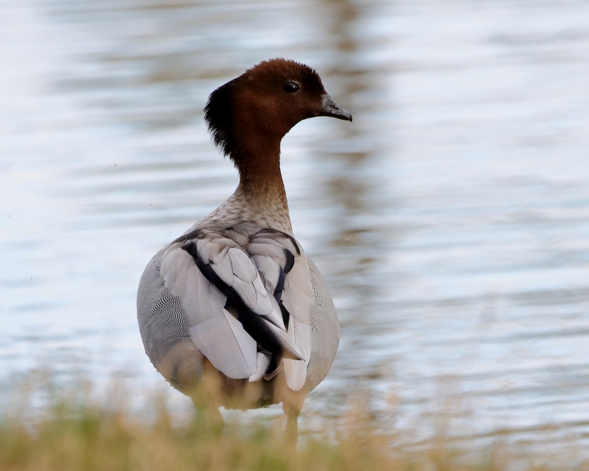 Canard à crinière - ML610687472