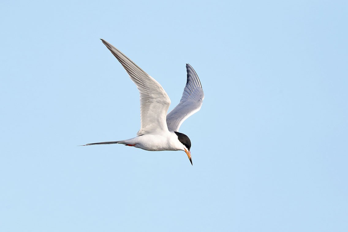 メリケンアジサシ - ML610687474