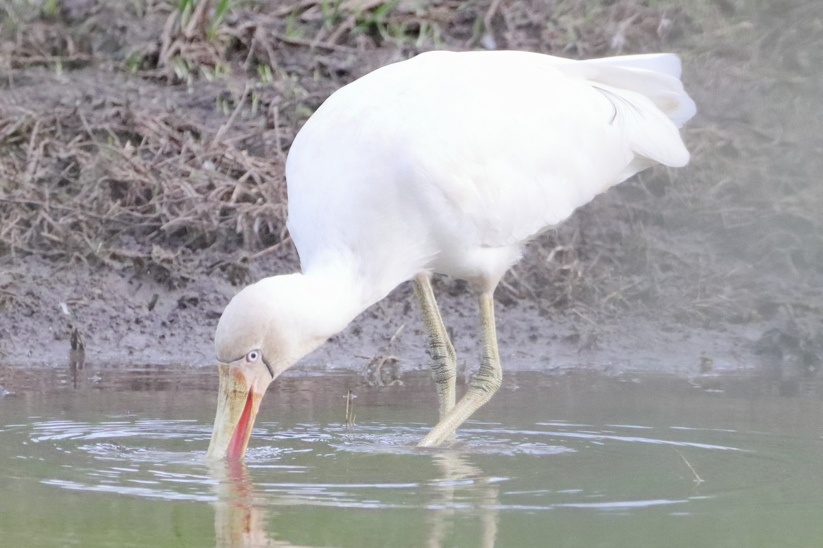 Yellow-billed Spoonbill - ML610687475