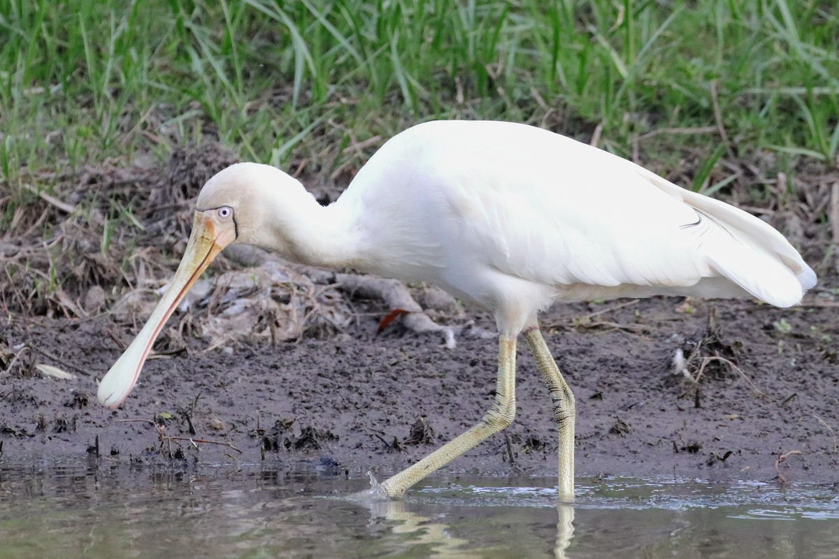 Yellow-billed Spoonbill - ML610687476