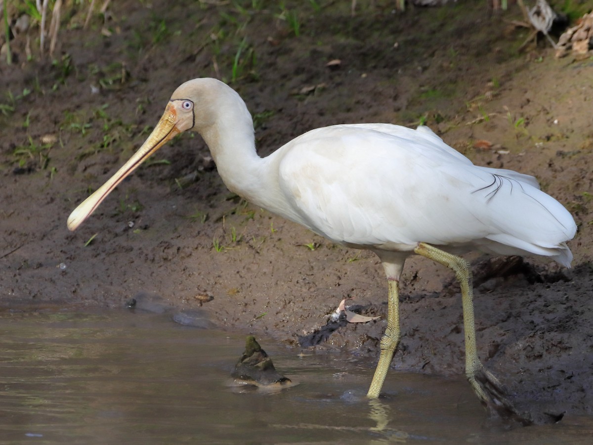 Yellow-billed Spoonbill - ML610687477