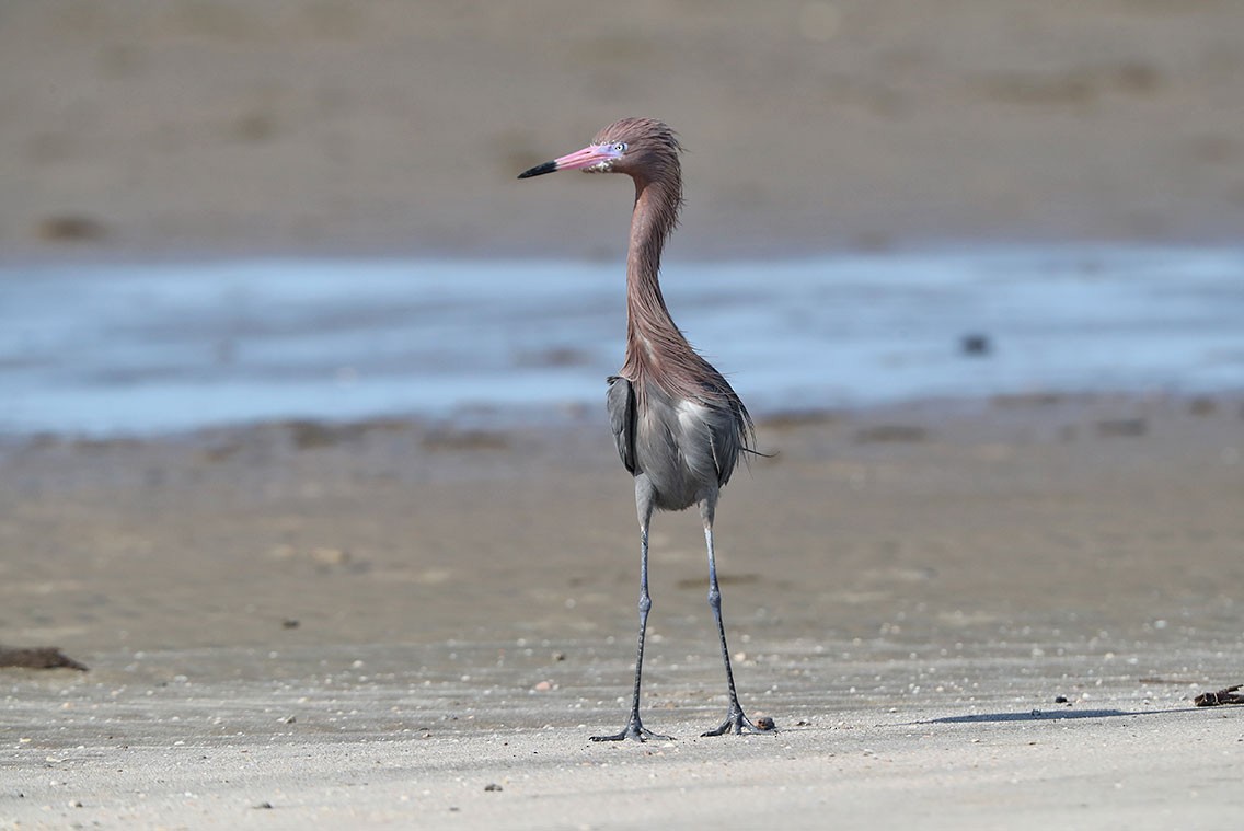 アカクロサギ - ML610687486