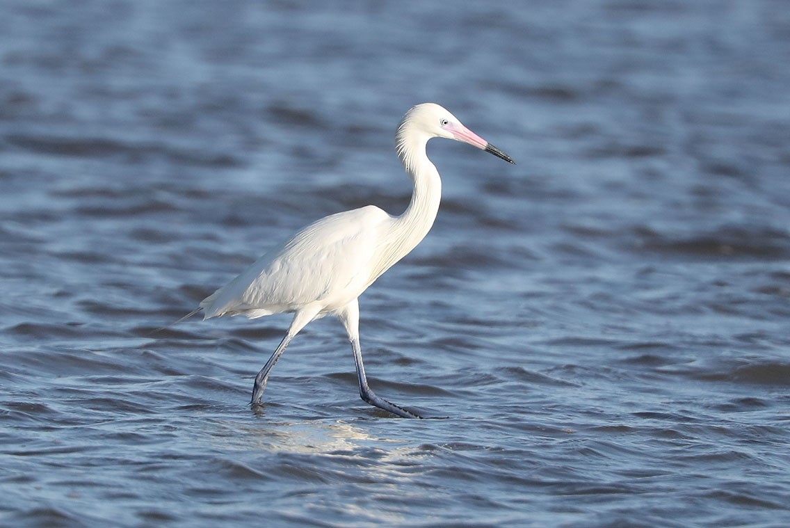 Reddish Egret - ML610687491