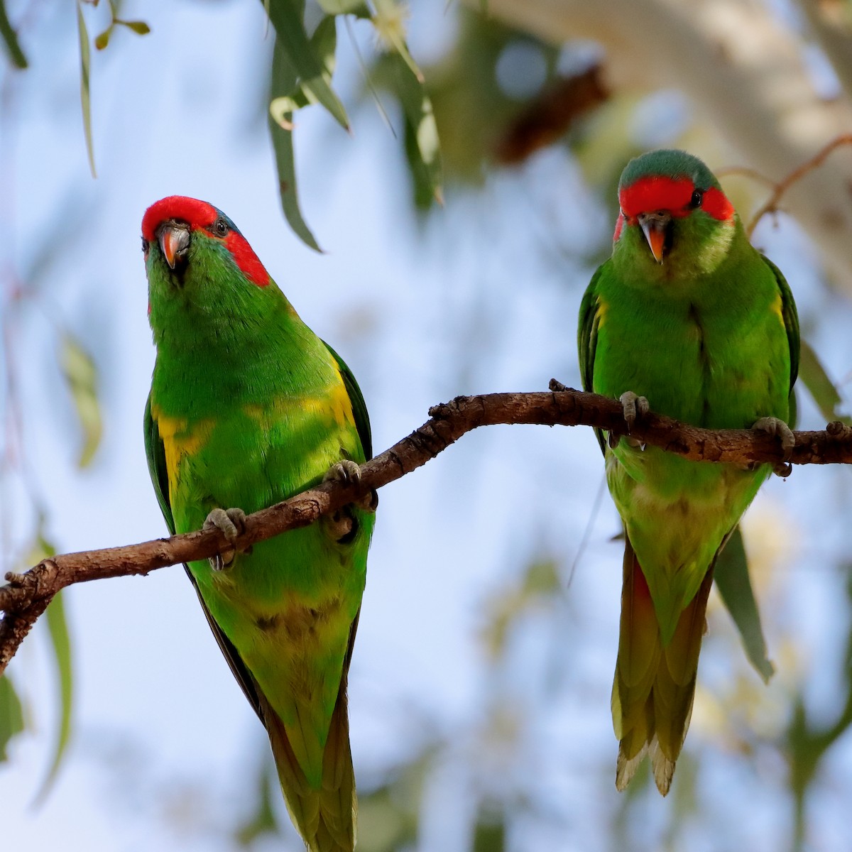 Musk Lorikeet - ML610687494