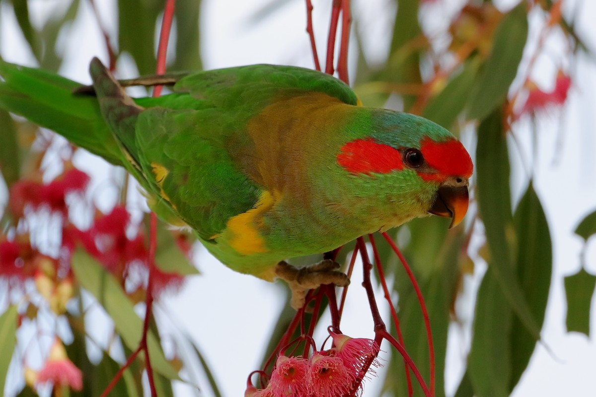 Musk Lorikeet - ML610687495