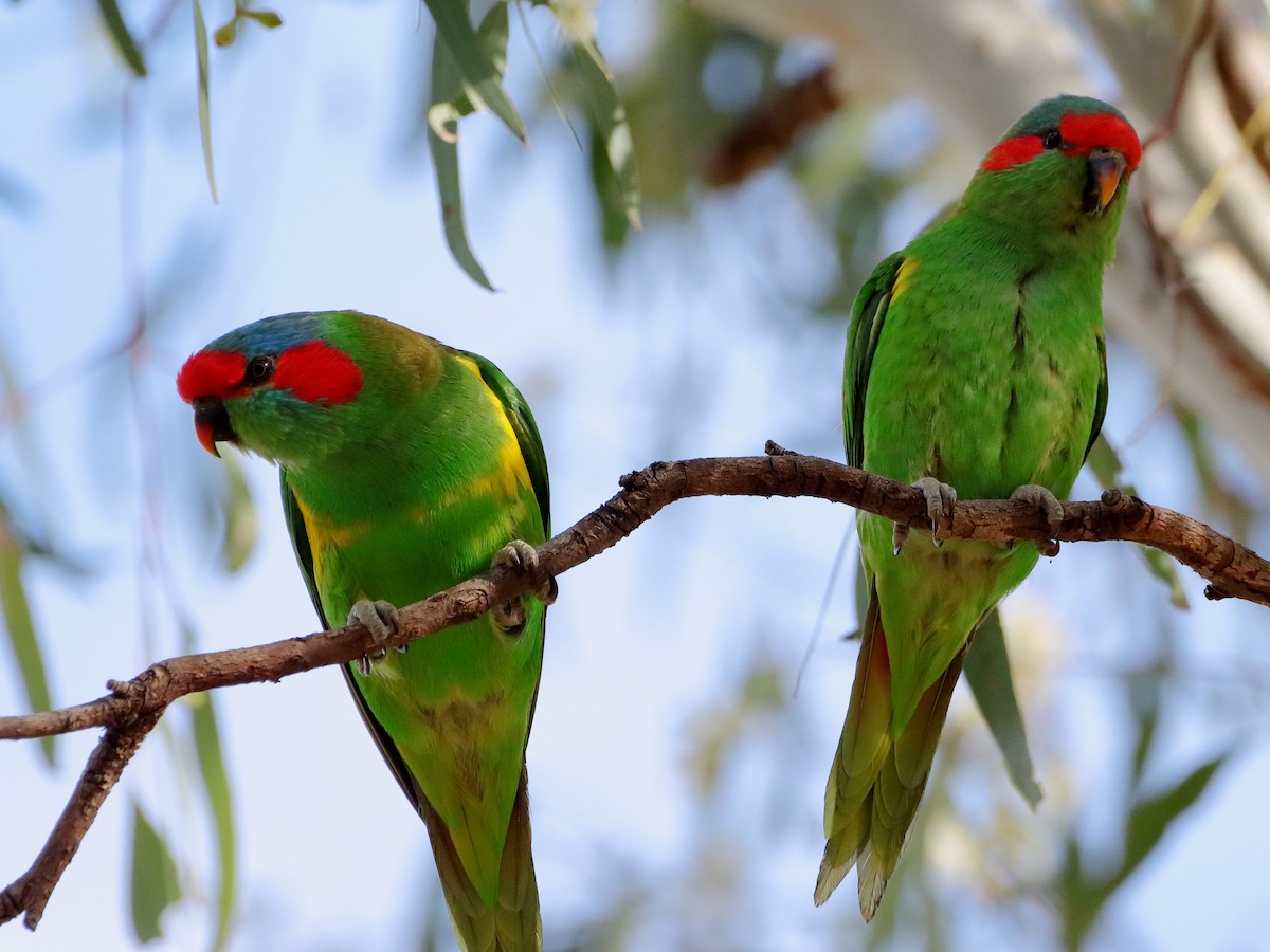 Musk Lorikeet - ML610687496