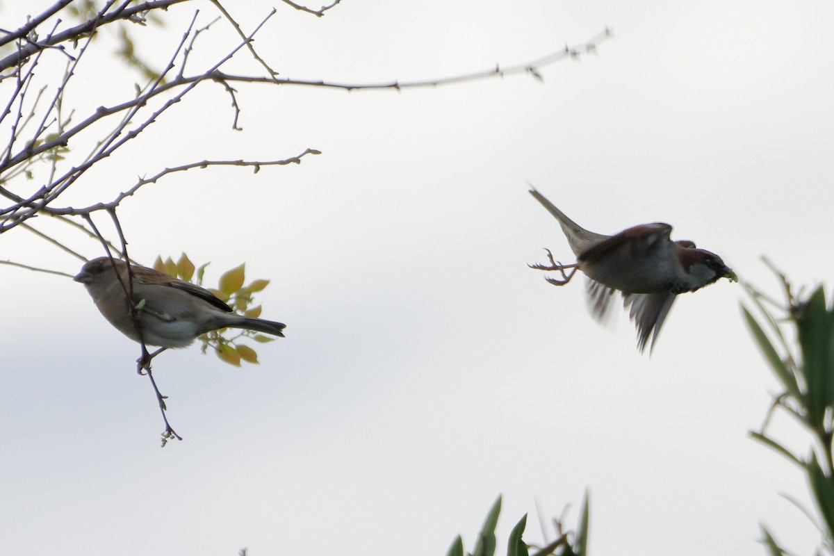 Moineau domestique - ML610687503