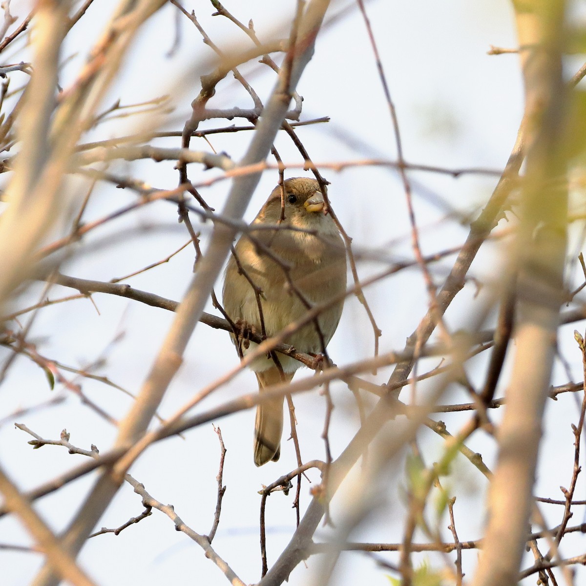 House Sparrow - ML610687504