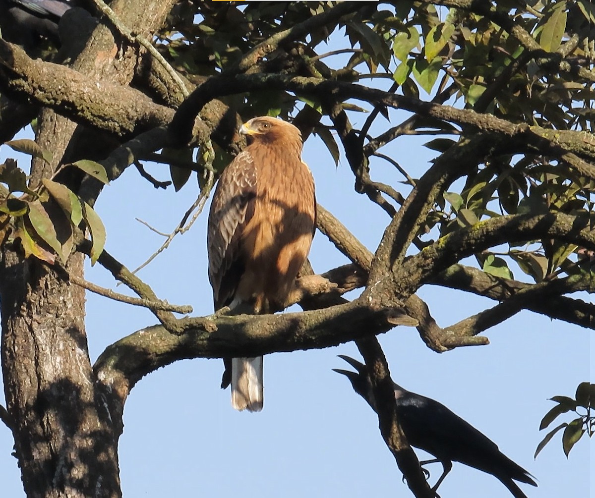 Booted Eagle - Arend van Riessen