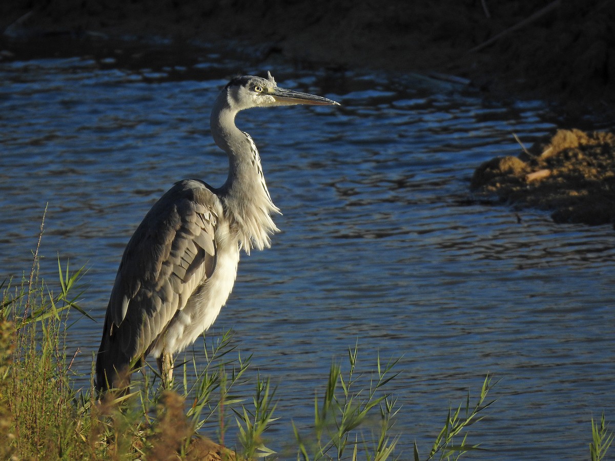 Gray Heron - ML610687518