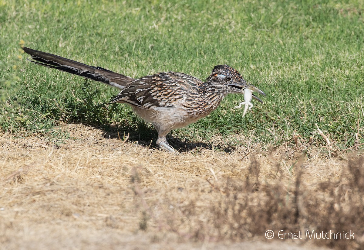 Greater Roadrunner - Ernst Mutchnick