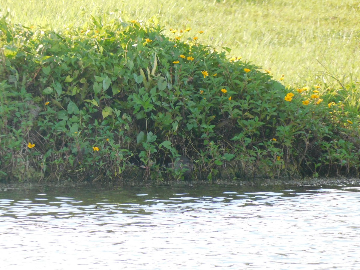 Eurasian Moorhen - ML610687635