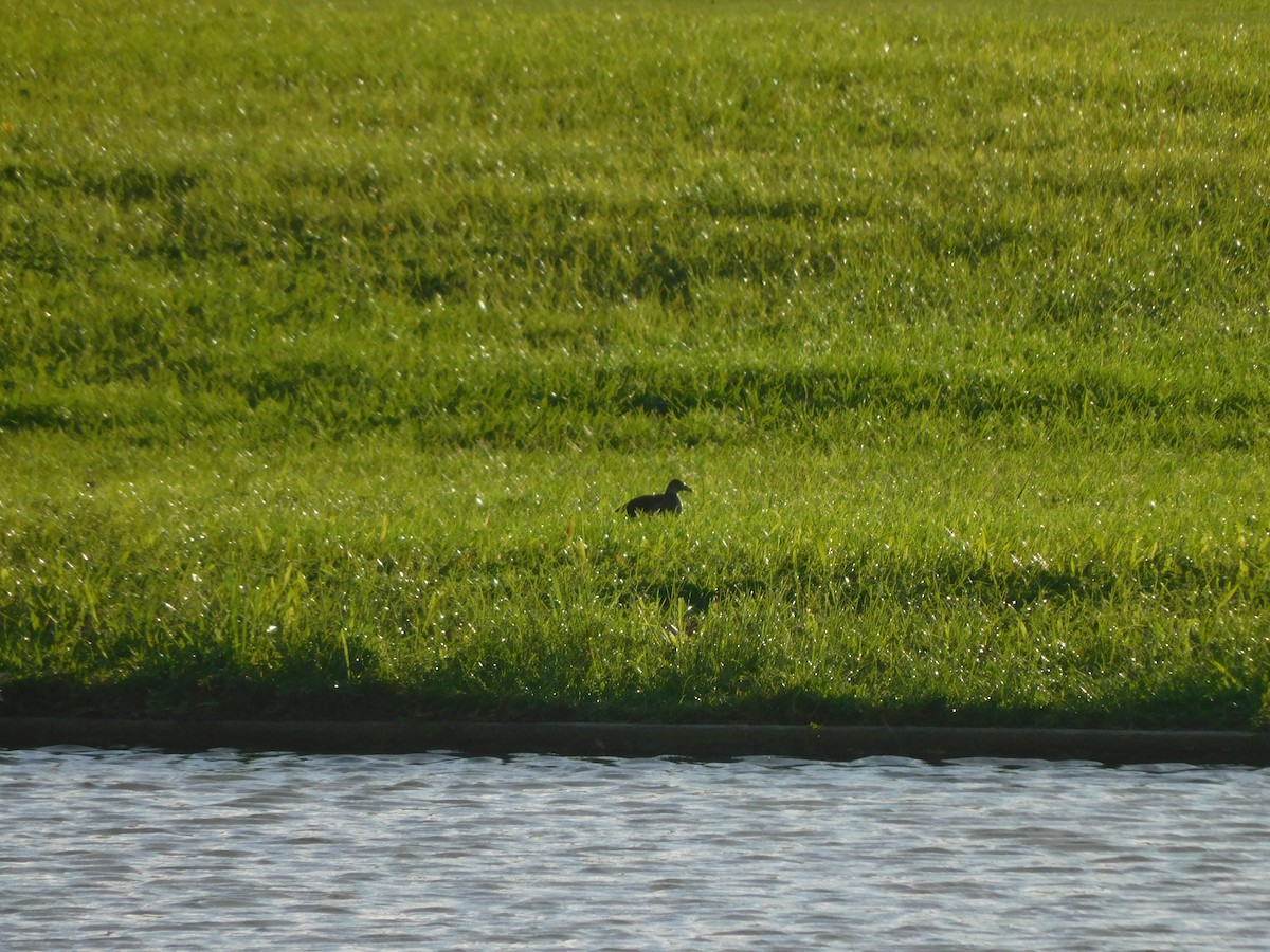 Gallinule poule-d'eau - ML610687636