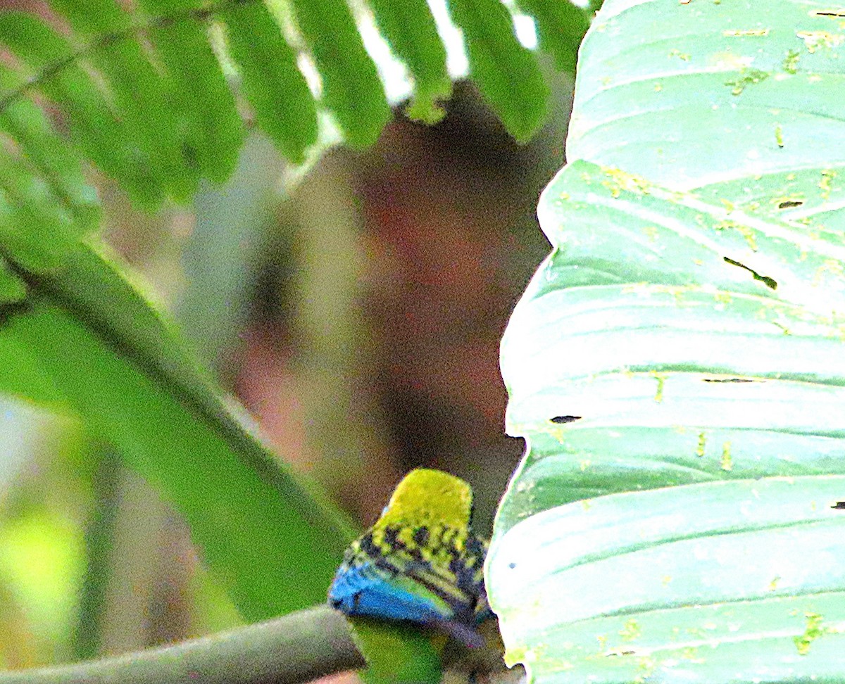 Blue-whiskered Tanager - kathy hart