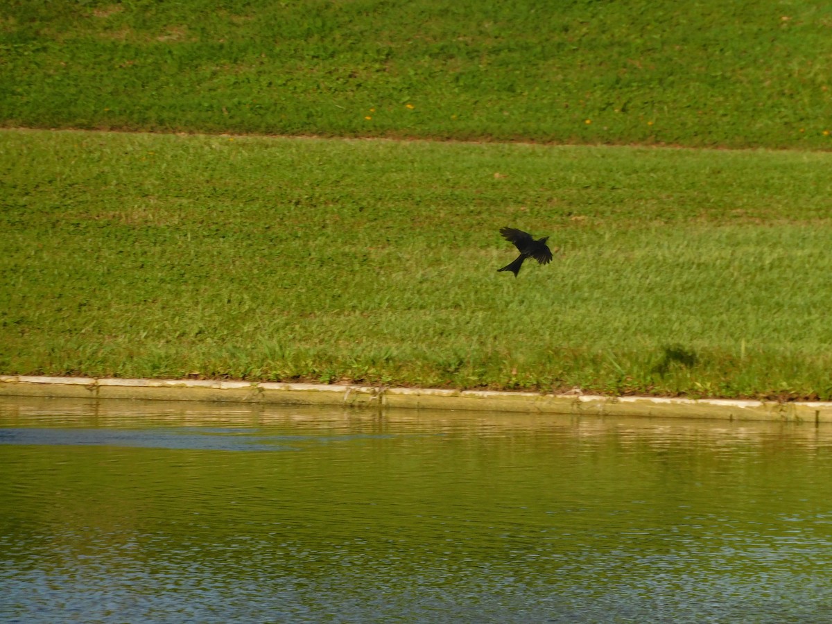 Black Drongo - ML610687642