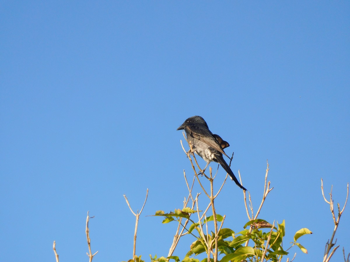 Black Drongo - ML610687643