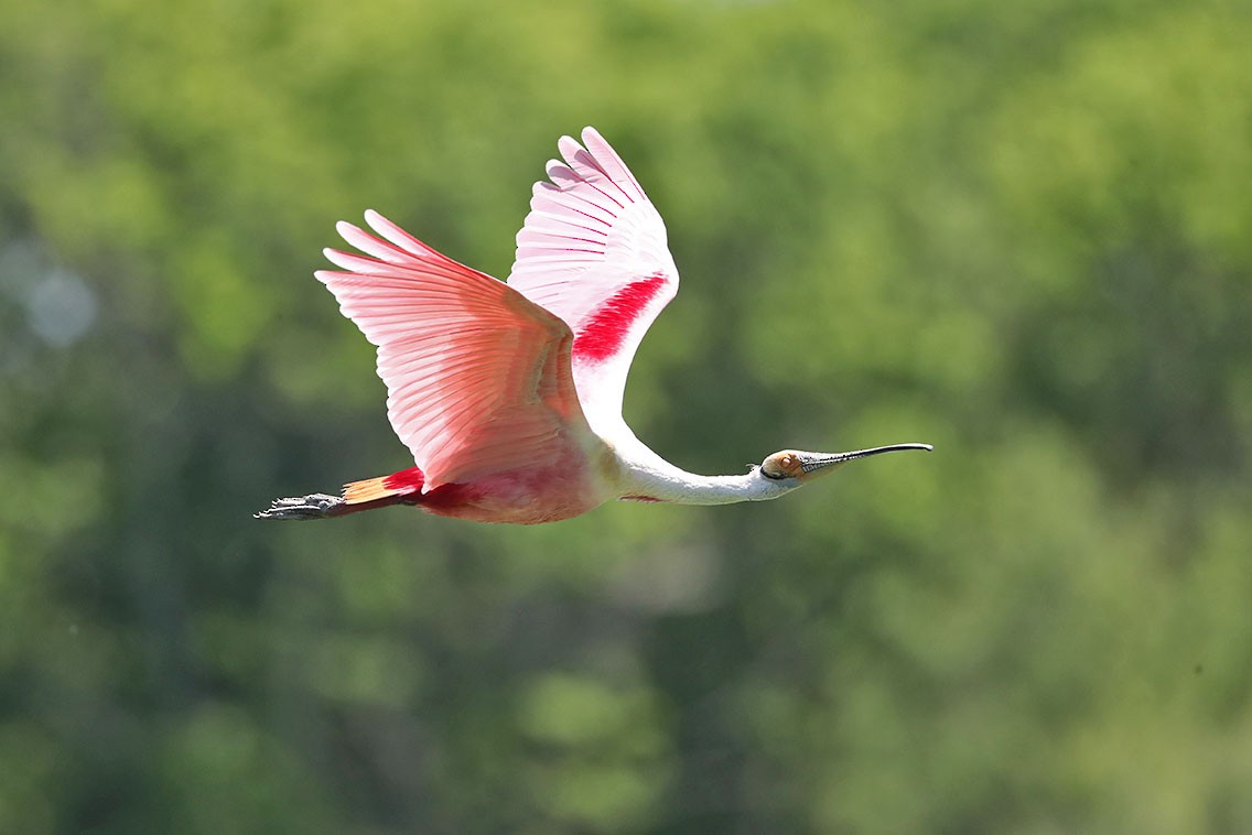 ベニヘラサギ - ML610687720