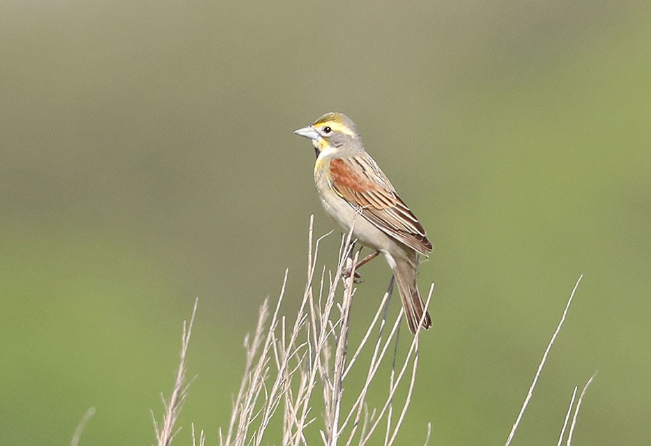 Dickcissel - ML610687747