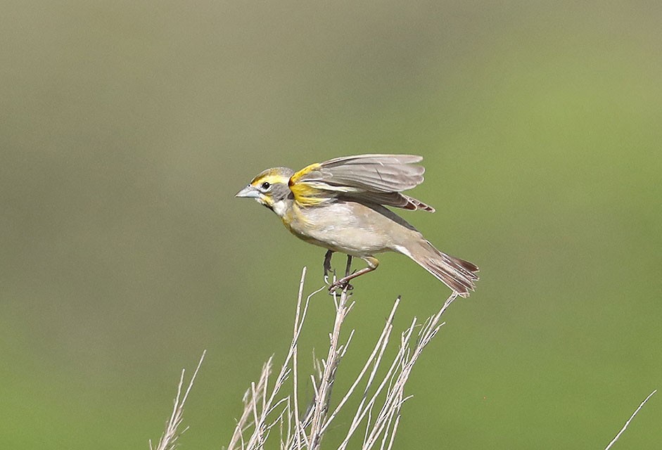 Dickcissel - Edward  Rickson