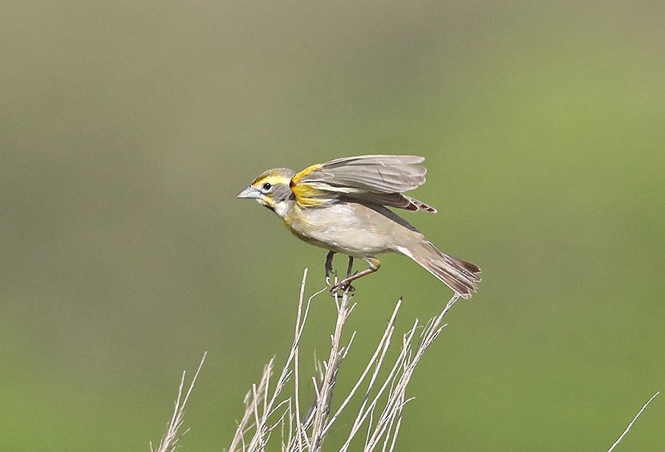 Dickcissel - ML610687760