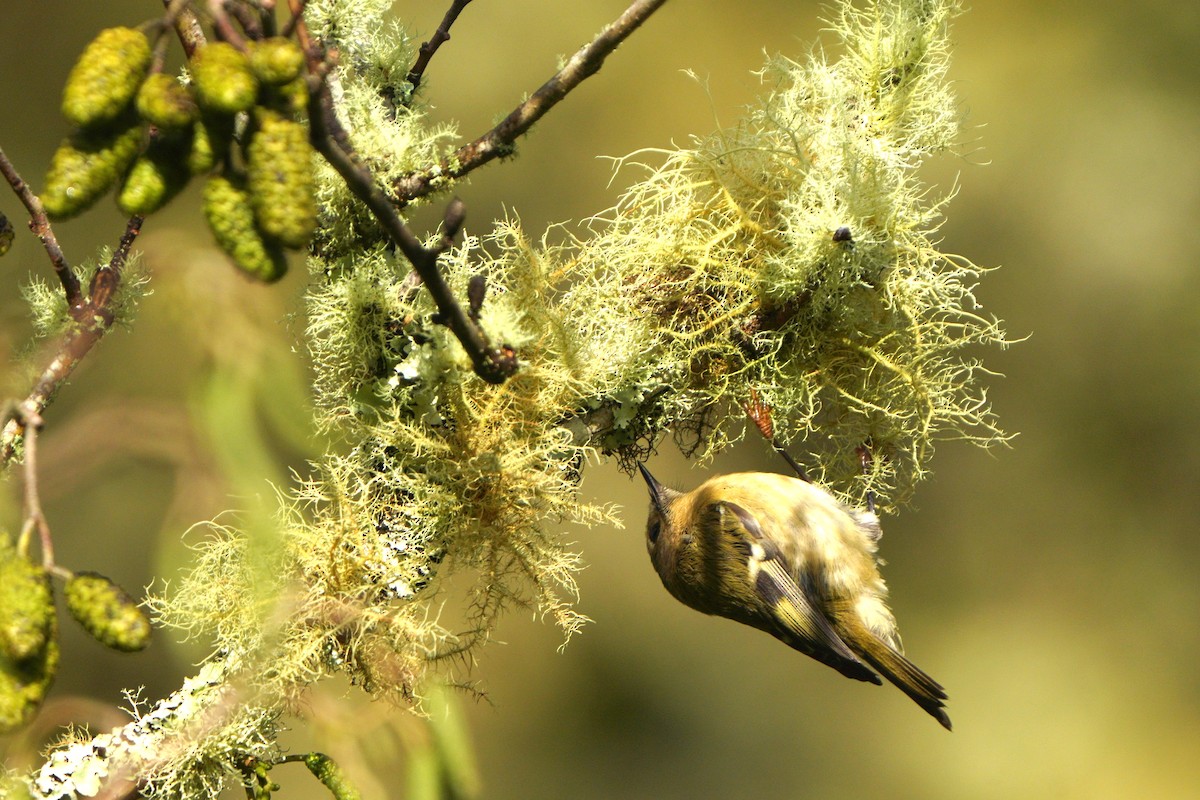 Goldcrest (Sao Miguel) - ML610687777