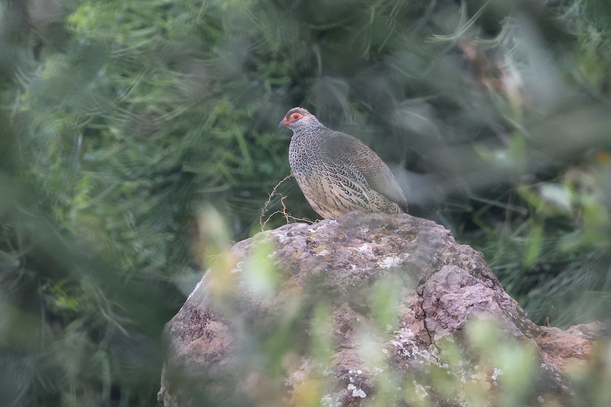 Harwood's Spurfowl - ML610687783