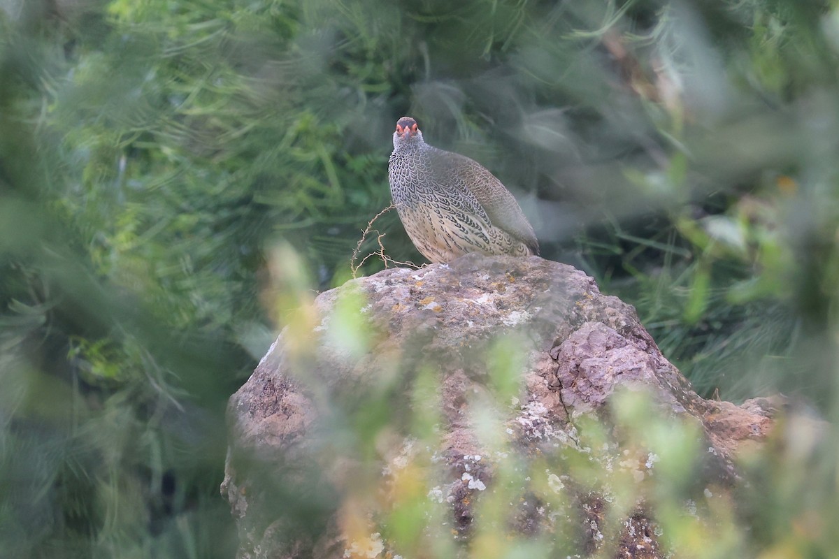 Harwood's Spurfowl - Jian-Long(建龍) WU(吳)