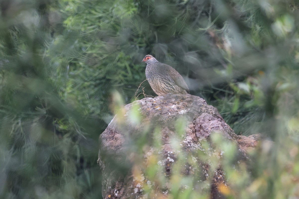 Harwood's Spurfowl - ML610687785