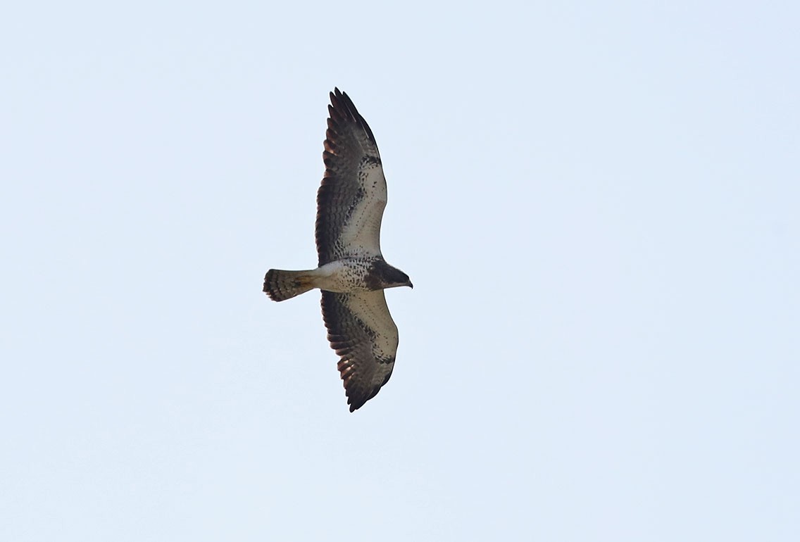 Swainson's Hawk - Edward  Rickson