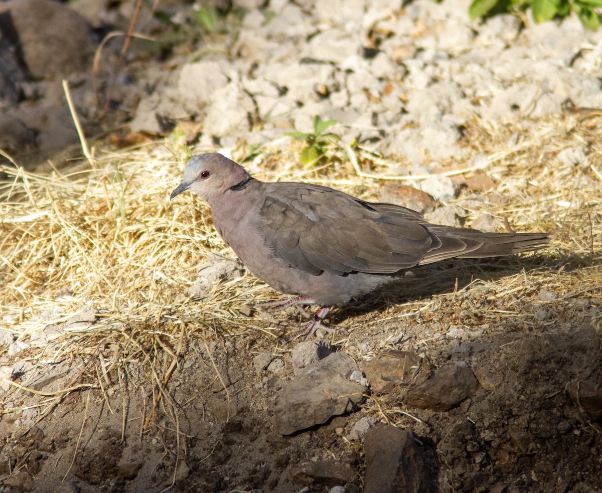 Red-eyed Dove - ML610687814
