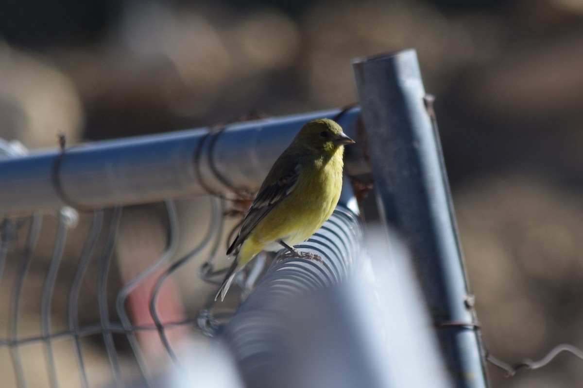Lesser Goldfinch - ML610687823