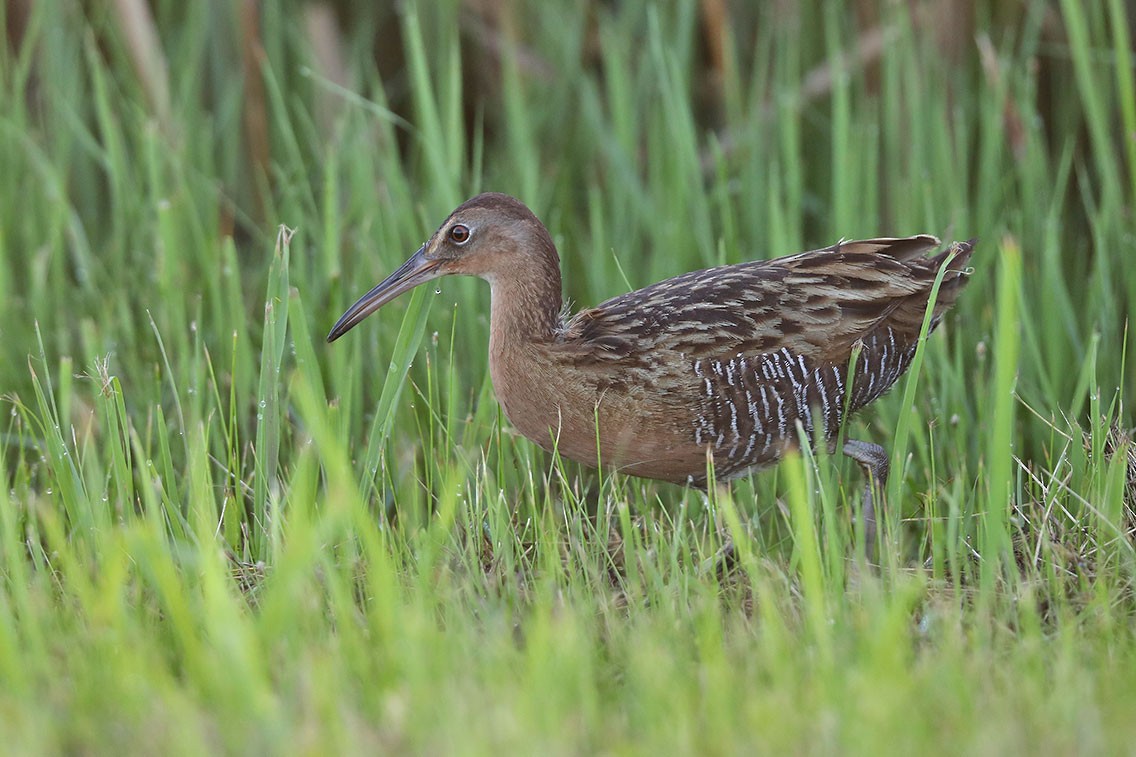 King Rail - ML610687825