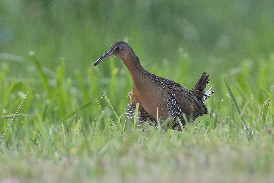 オウサマクイナ - ML610687826