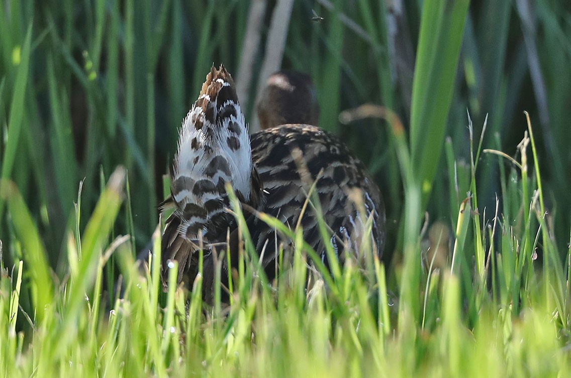 King Rail - Edward  Rickson