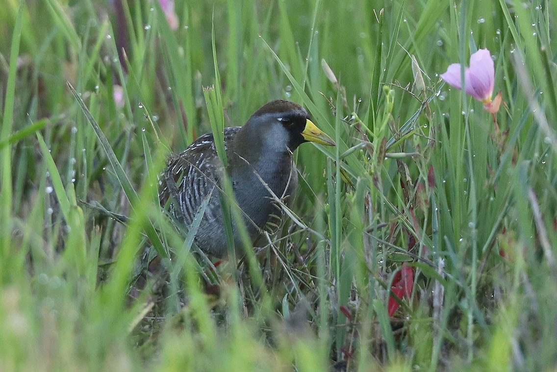 カオグロクイナ - ML610687829