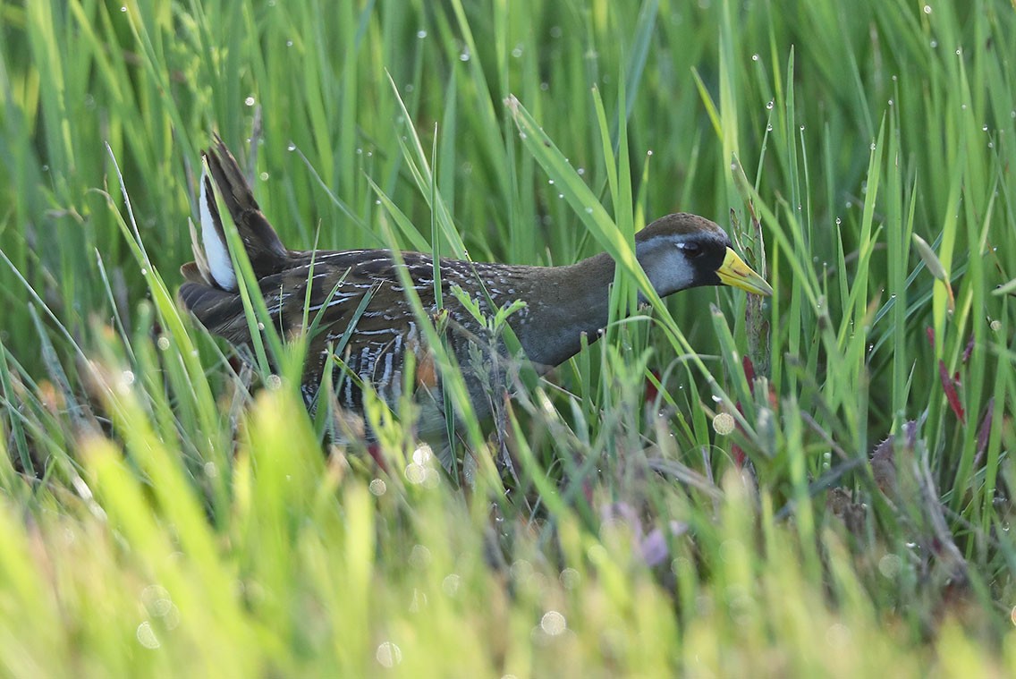 カオグロクイナ - ML610687830