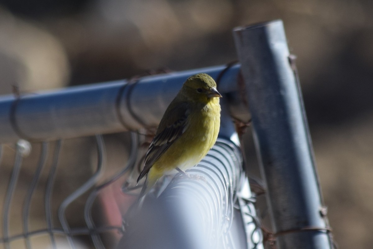 Lesser Goldfinch - ML610687832