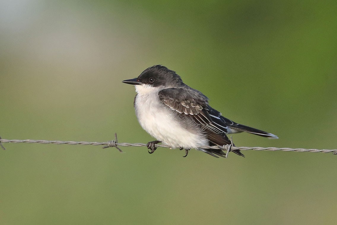 オウサマタイランチョウ - ML610687833