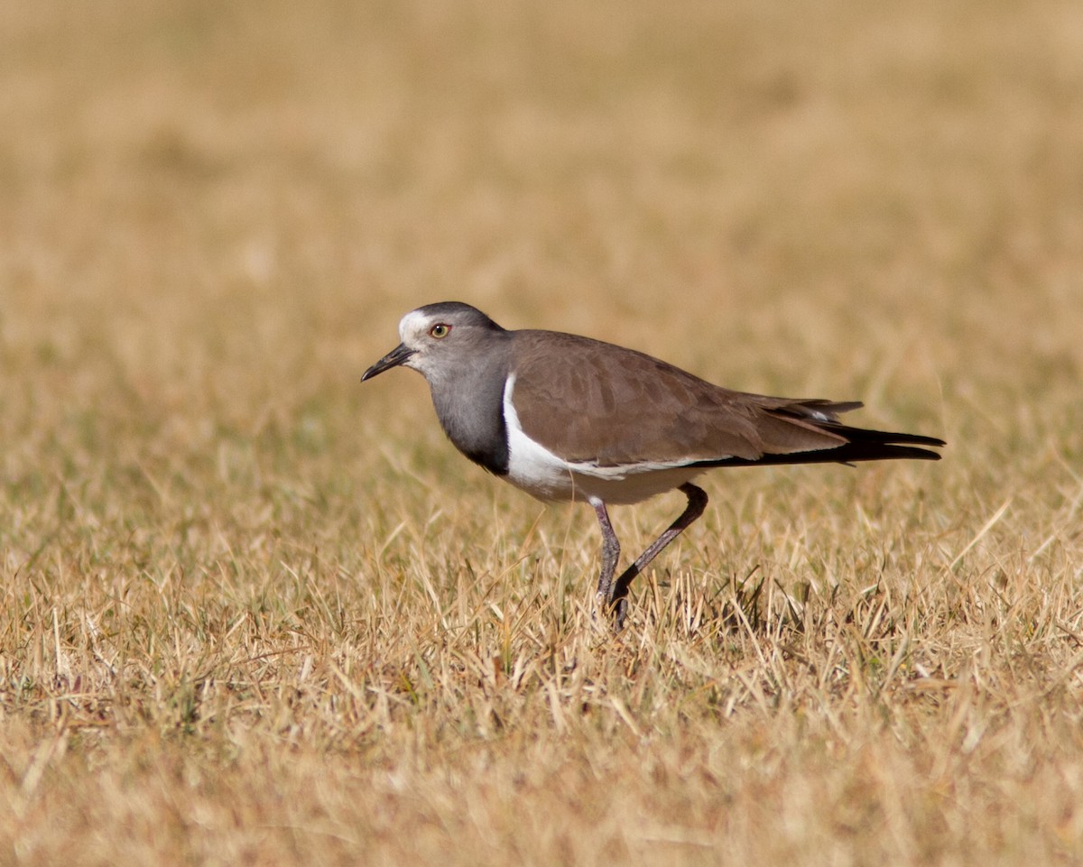 Black-winged Lapwing - ML610687885